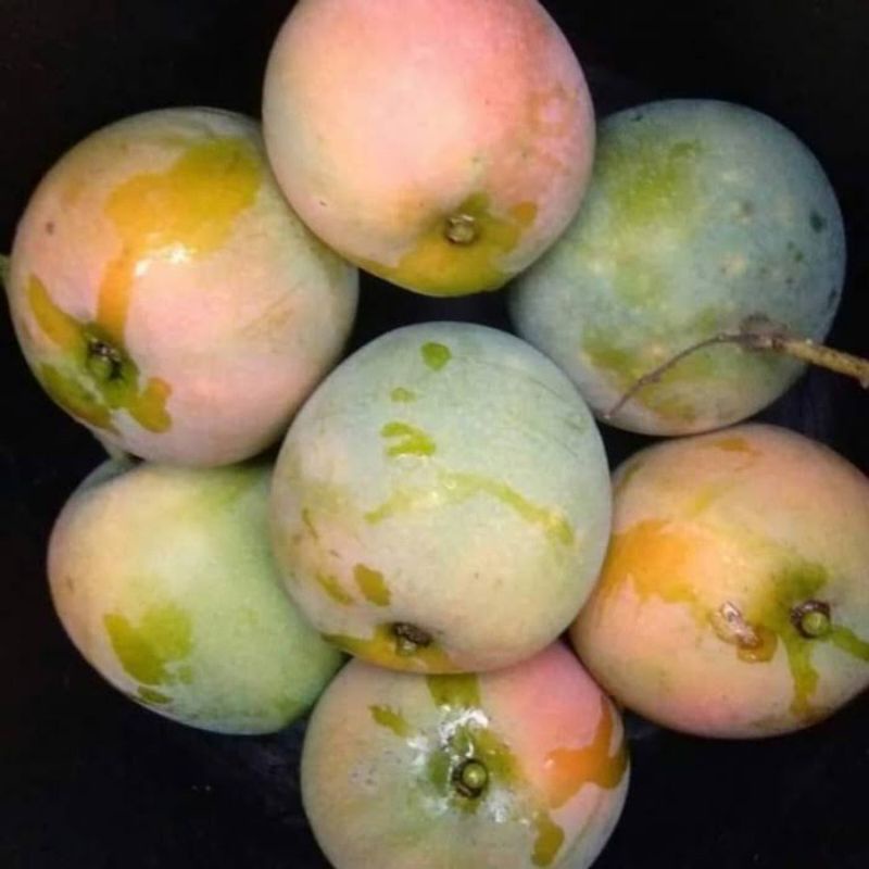 MANGGA GEDONG GINCU SUPER MANIS