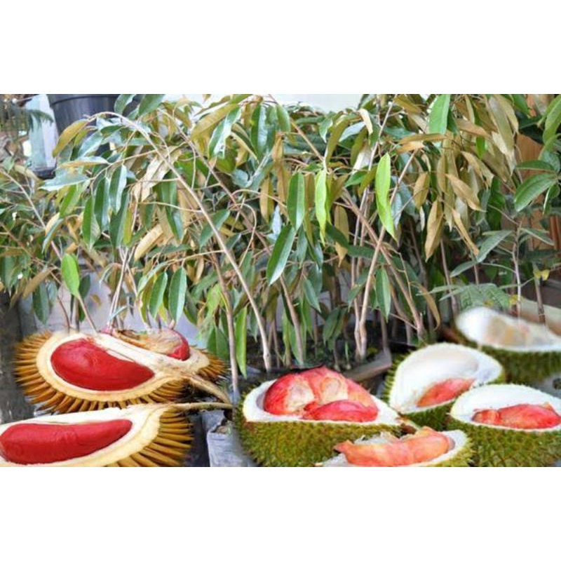 Bibit durian merah kaki 3 superunggul