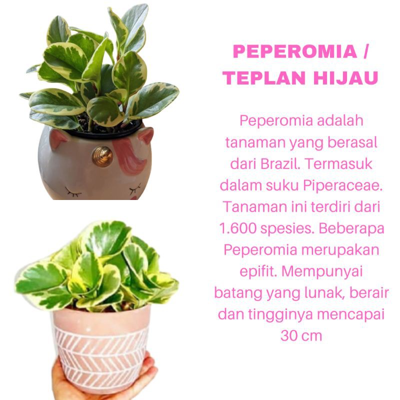 PROMO TANAMAN HIAS BUNGA PEPEROMIA / TEPLANT HIJAU KUALITAS SUPER | MURAH | COD