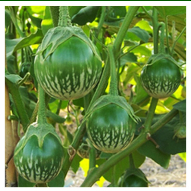 Benih terong lalap bulat kenari