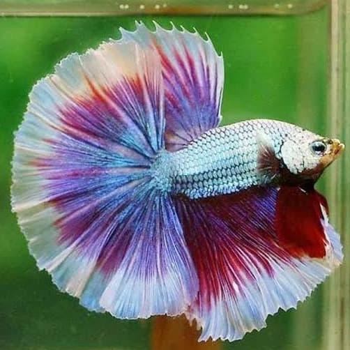 Ikan Cupang Hias Jenis Halfmoon Size M