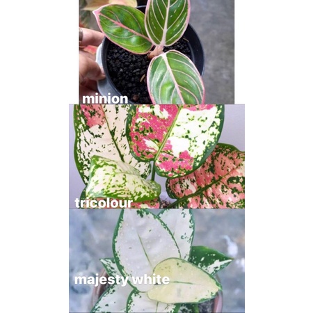 Promo Paket 3 bonggol aglonema minion,tri colour,super white