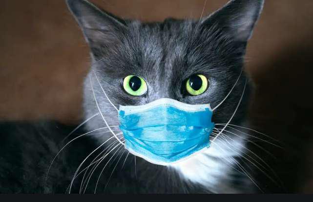 Bisa Cod Sock Tembaga 1 1/2 Inch