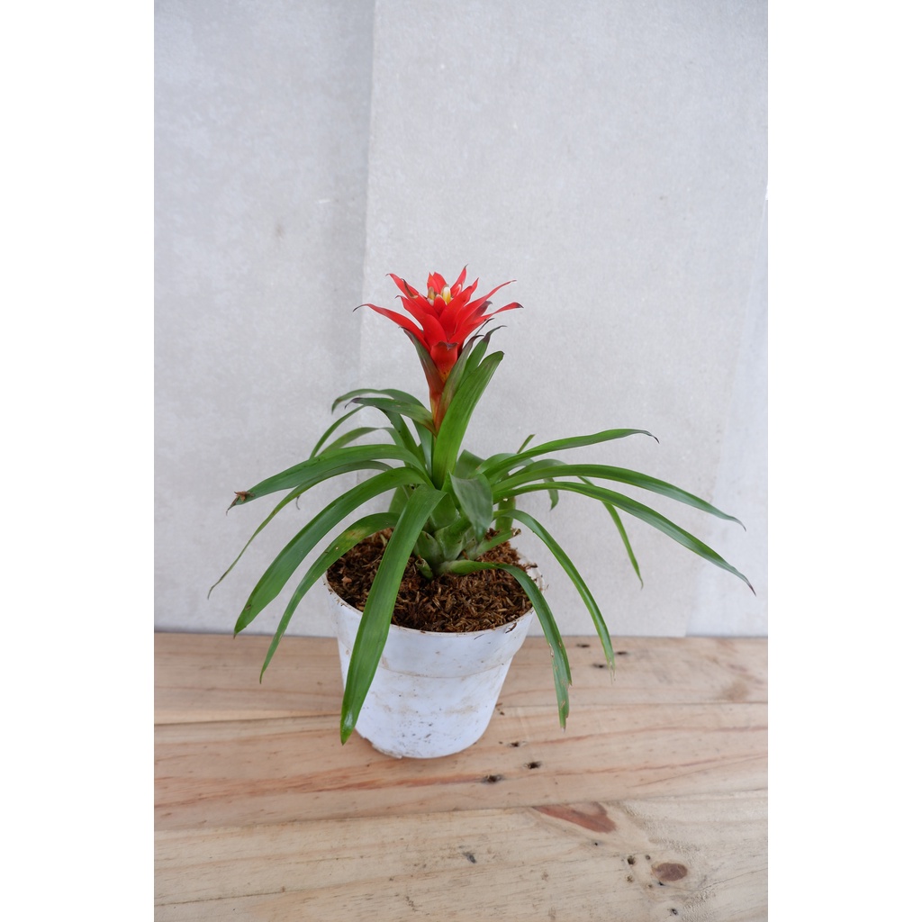 Bromelia Guzmania - Tanaman Bunga