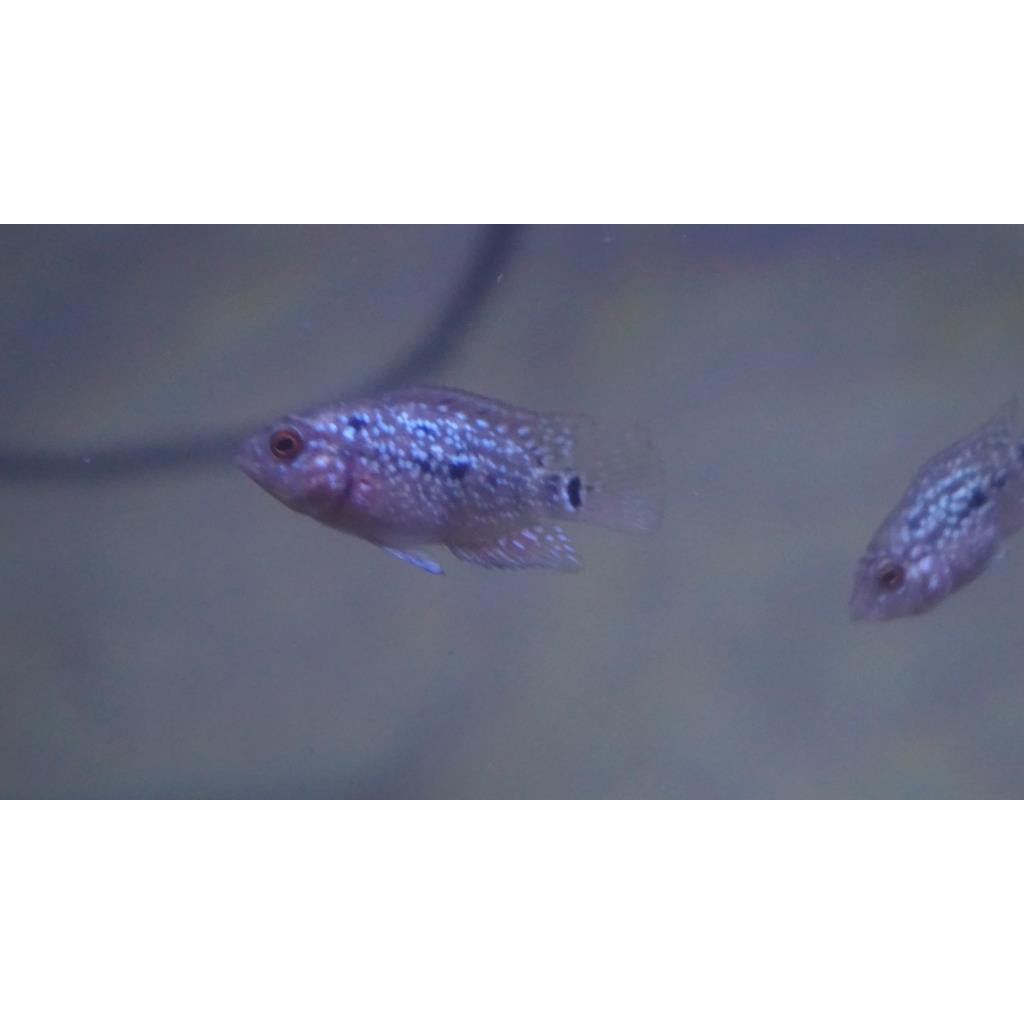 Burayak Louhan Super Red Dragon (SRD) x GB Ukuran Panjang 1-2 cm