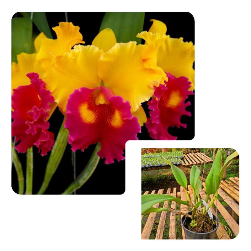Anggrek Cattleya dewasa Chun yeah Warna Kuning Lidah merah