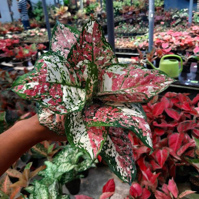  TANAMAN  HIAS  AGLAONEMA AGLONEMA THAILAND  JENIS DUD 3 