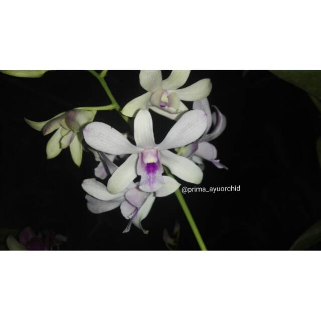 Anggrek Dendrobium Channel