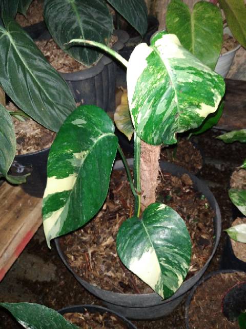 Monstera ekor naga varigata