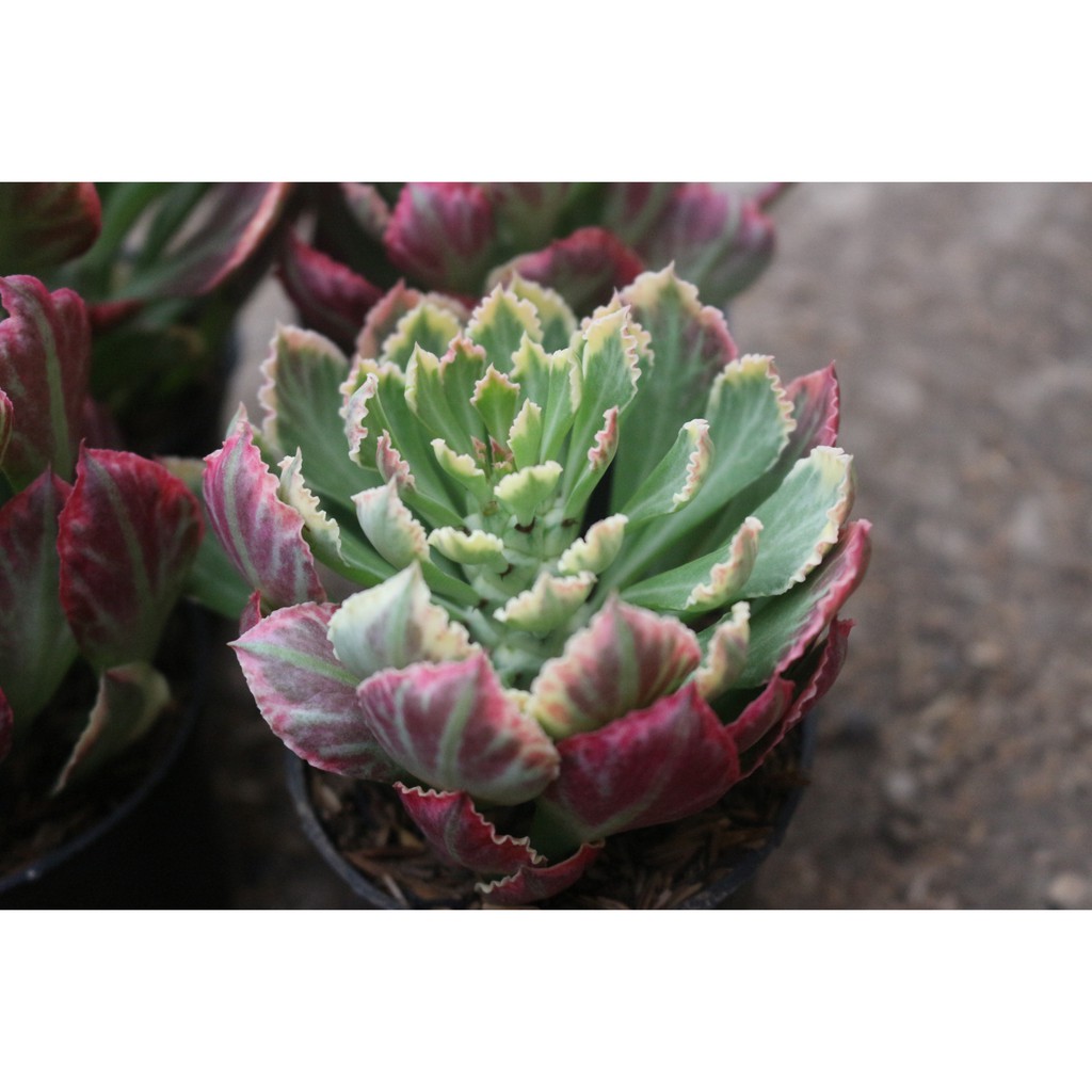 euphorbia monadenium stapeliodes