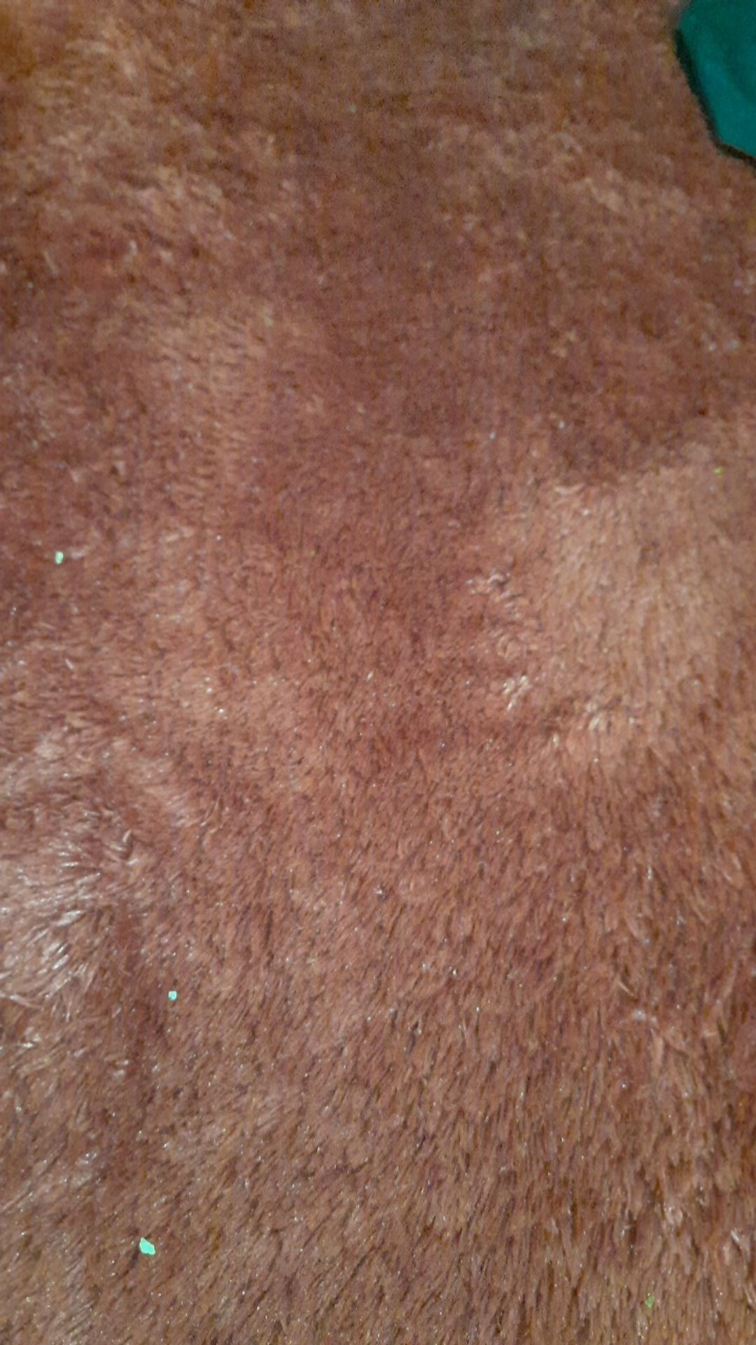 [kasur No.1] Karpet Bulu Tebal 6,5cm Ukuran 200x180cm
