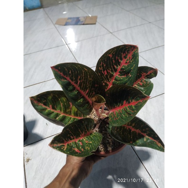 aglonema aglaonema Chinese Evergreen Sri rezeky red reanita