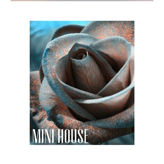 BIBIT BENIH BIJI MAWAR / MAWAR