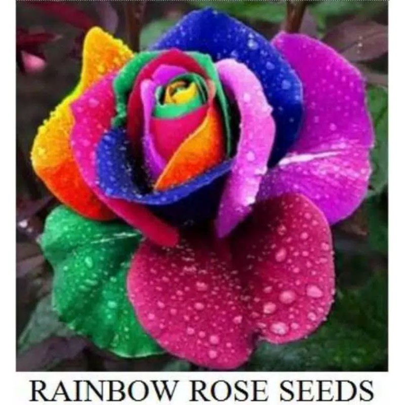 Benih Bibit Biji Bunga Mawar pelangi Rainbow Rose Seed