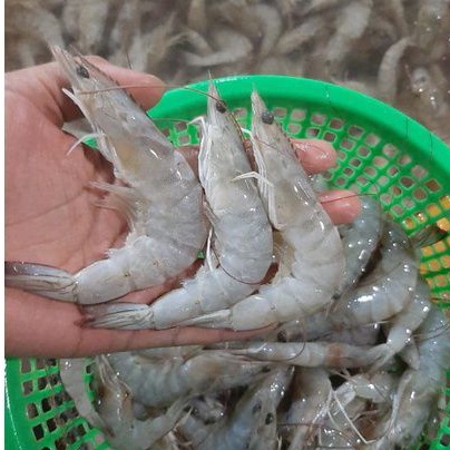 

PROMO UDANG SEGAR PANAMI SIZE 75 GARANSI