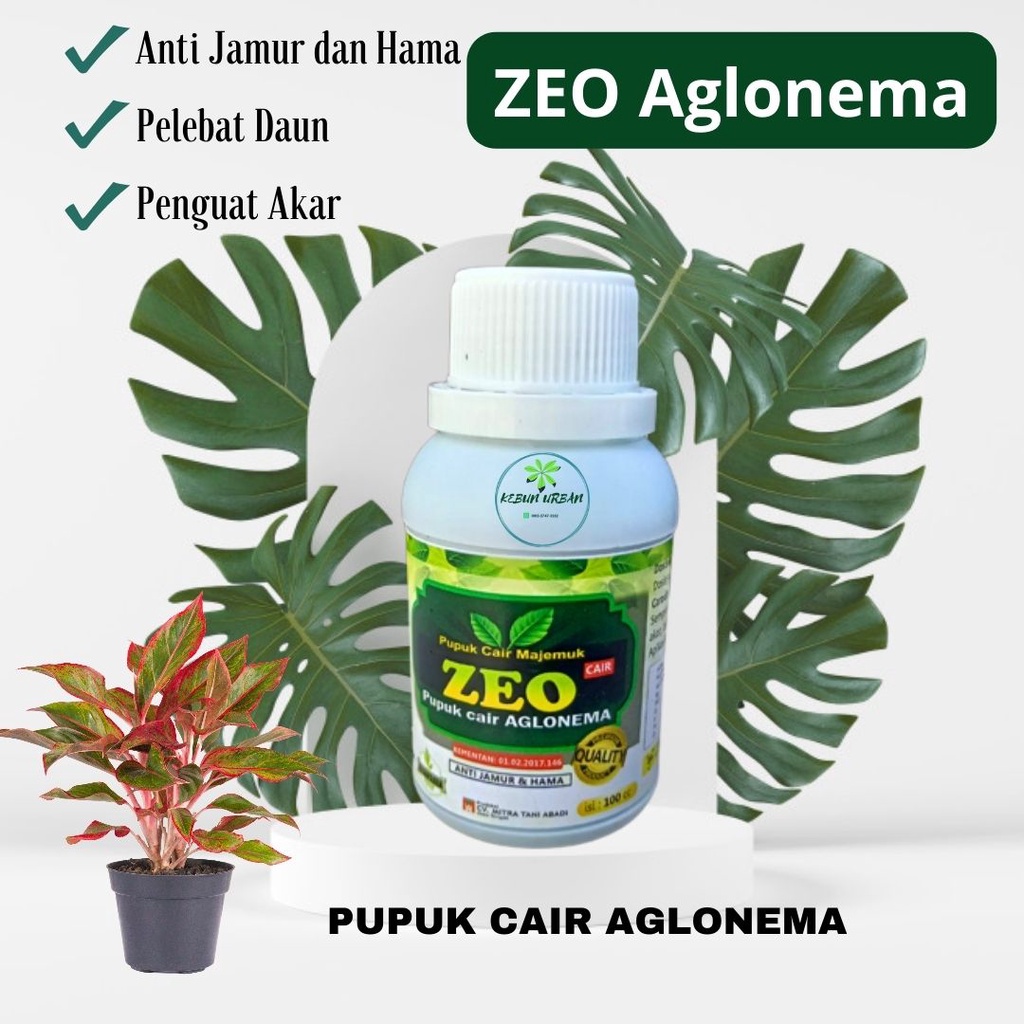 Pupuk Organik Aglonema Terbaik Penumbuh Daun dan Bunga Agar Cepat Beranak Banyak Tunas Lebat