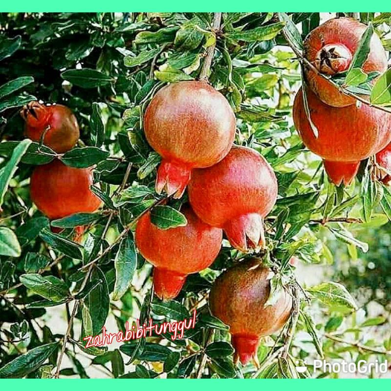 Bibit Delima merah jumbo