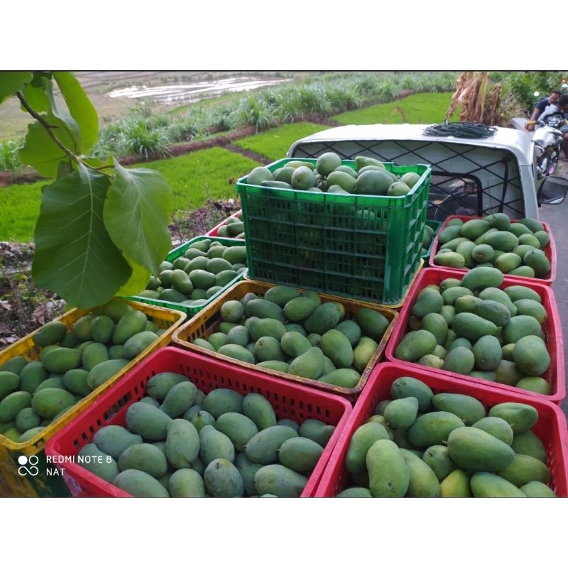 

ManggaGadung|GADUNG|HARUMMANIS|PerKG