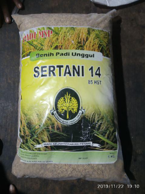 Benih Padi Unggul Indrida Sertani 14 Bibit Padi