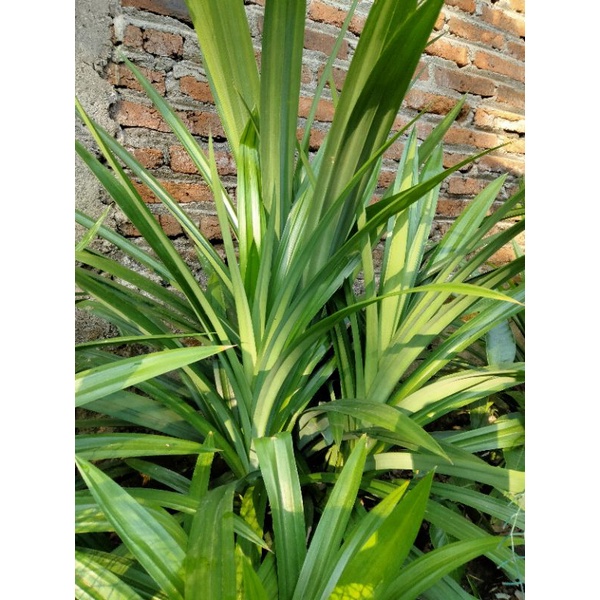 

Daun Pandan Segar Berkualitas Kaya Manfaat