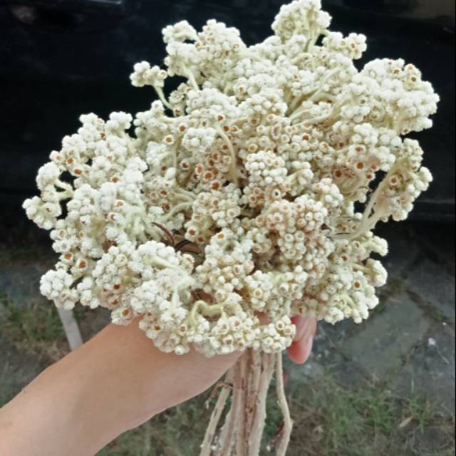 WOODEN DECOR - DEKORASI - BUNGA DANDELION KRISAN PALSU - BUNGA EDELWEIS - PAJANGAN BUNGA ARTIFICIA-4