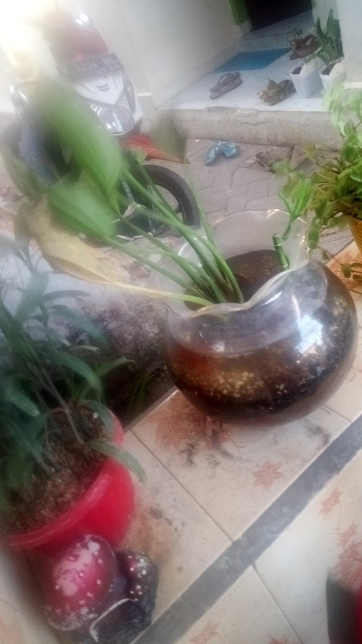 Tanaman Hias Melati Air