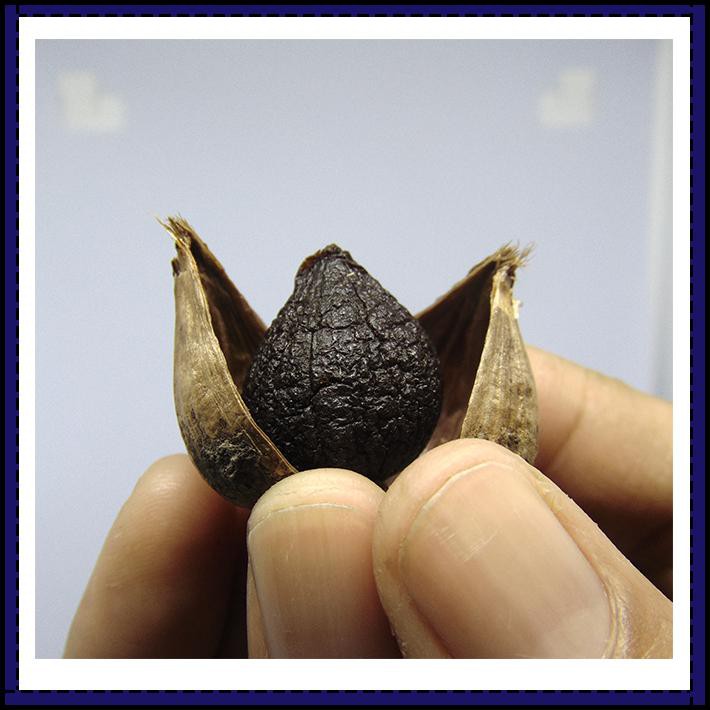 

BLACK GARLIC TUNGGAL 250 GRAM - BAWANG PUTIH HITAM TUNGGAL/LANANG TERBUKTI AMPUH