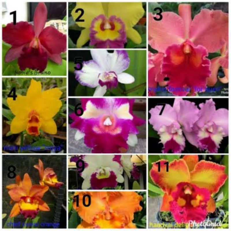 anggrek cattleya mini no id