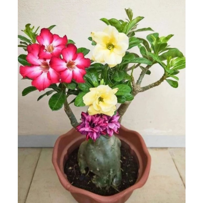 TANAMAN HIAS ADENIUM KAMBOJA JEPANG BUNGA TUMPUK// 3 WARNA