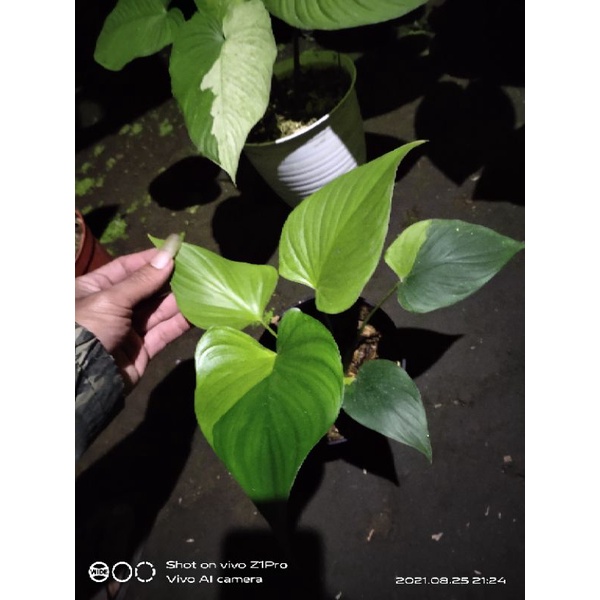 homalomena varigata