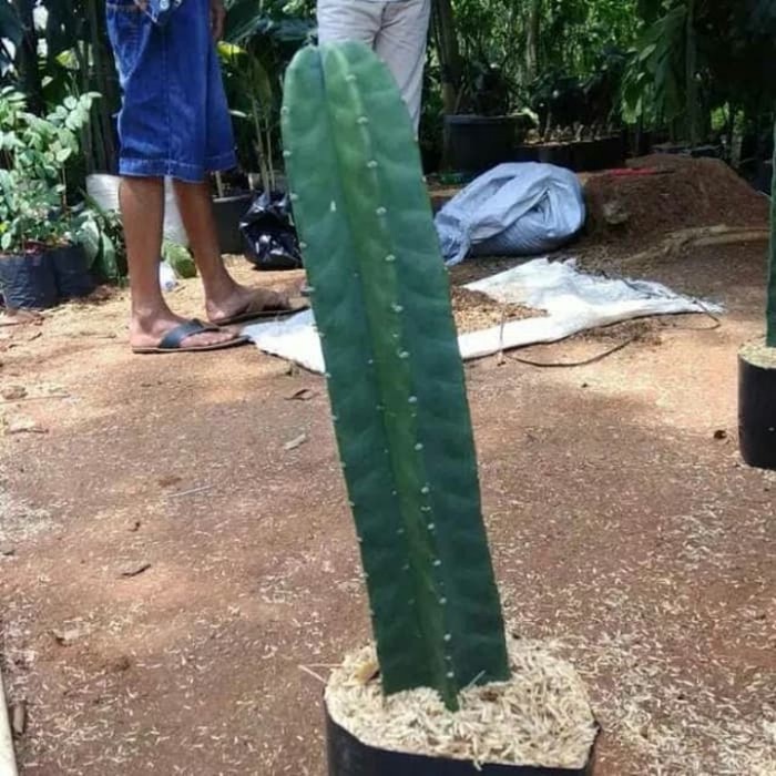 

tanaman hias kaktus koboi