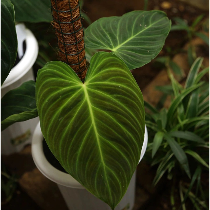 PHILODENDRON SPLENDID TANAMAN BUNGA PHILO TANAMAN HIDUP TANAMAN MURAH