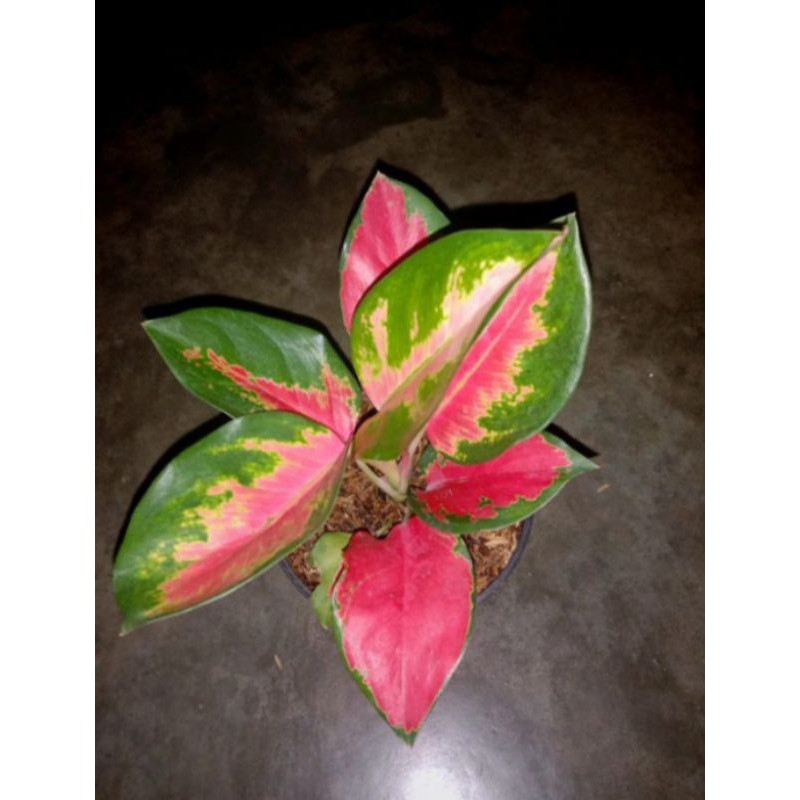 AGLAONEMA RED MAJESTY