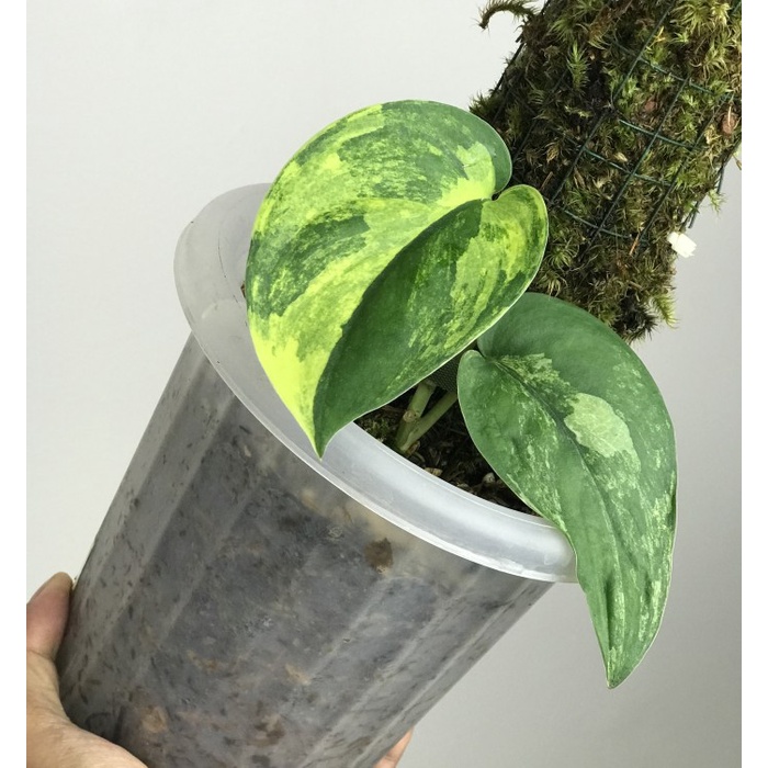 scindapsus jade satin variegata