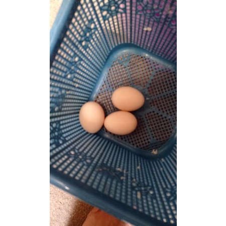 

Telur Ayam Kampung