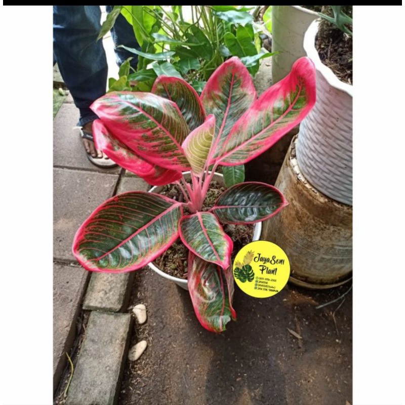 TANAMAN HIAS AGLONEMA LIPSTIK KHANZA