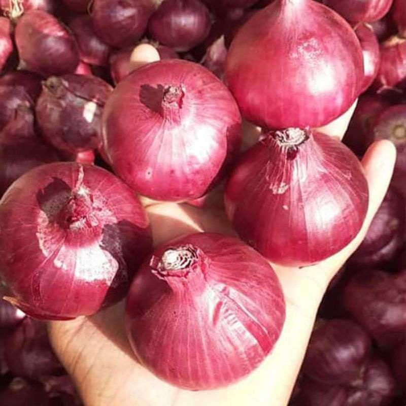 Harga Bawang Merah Terbaru November 2021  BigGo Indonesia