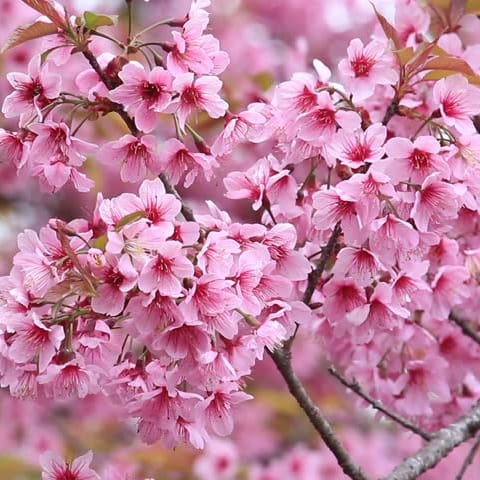 Bibit Bunga Sakura Bonsai Mini Hasil Indukan Import-Pink