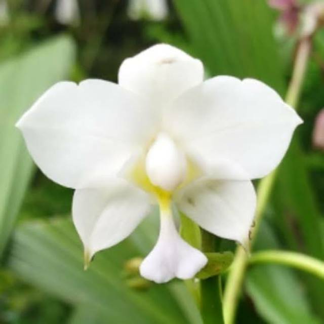 tanaman hias anggrek tanah spatoglotis putih - anggrek tanah bunga putih