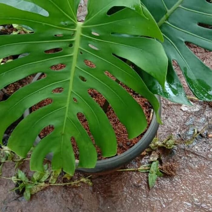 Tanaman hias monstera king - monstera king