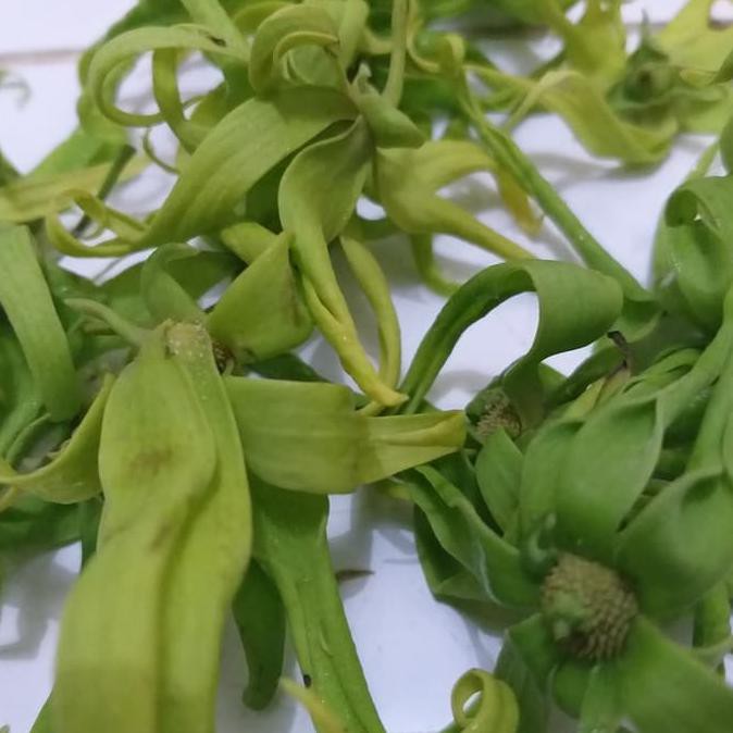 

TERMURAH Kembang Kenanga asli alami PROMO