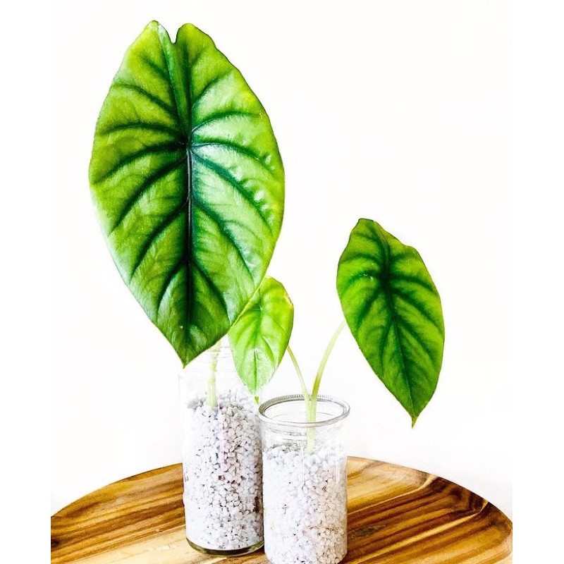 alokasia alocasia tengkorak hijau