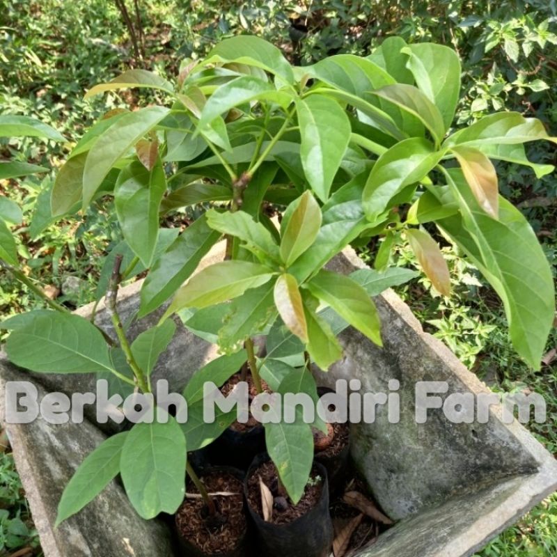 Alpukat Mentega - Bibit Tanaman Buah Alpukat Mentega ( Miki )