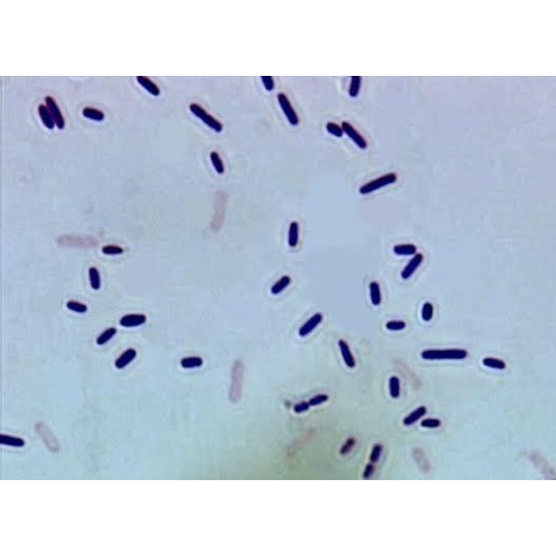 Isolat Bacillus sphaericus