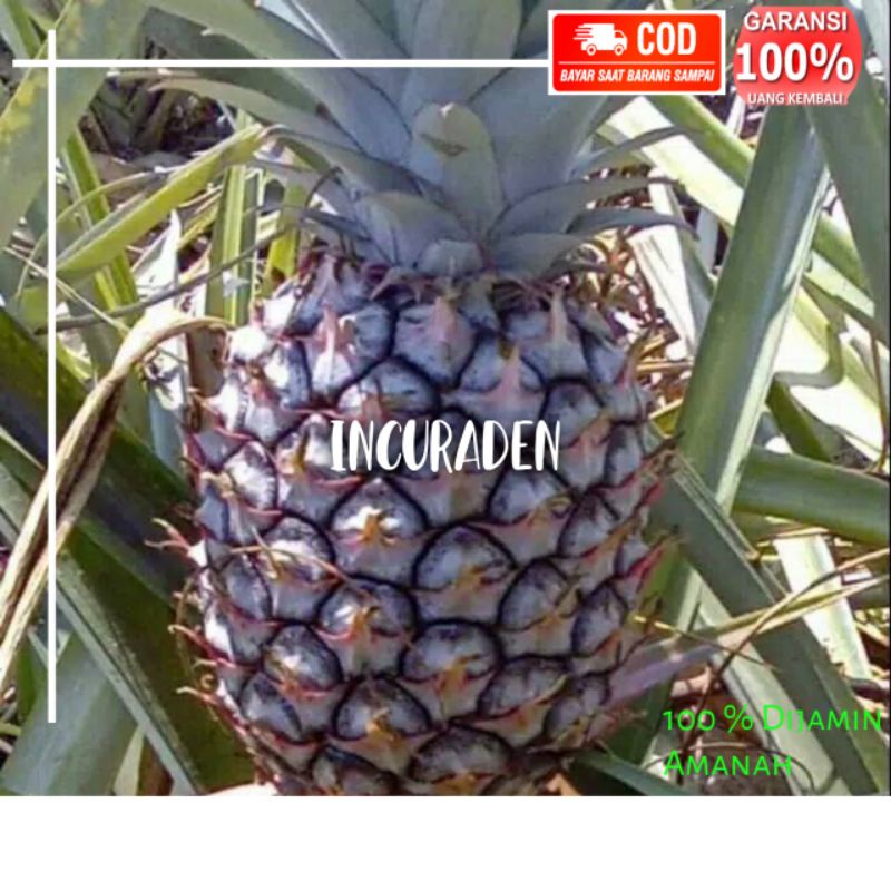 

BUAH NANAS MUDA SEGAR 1KG