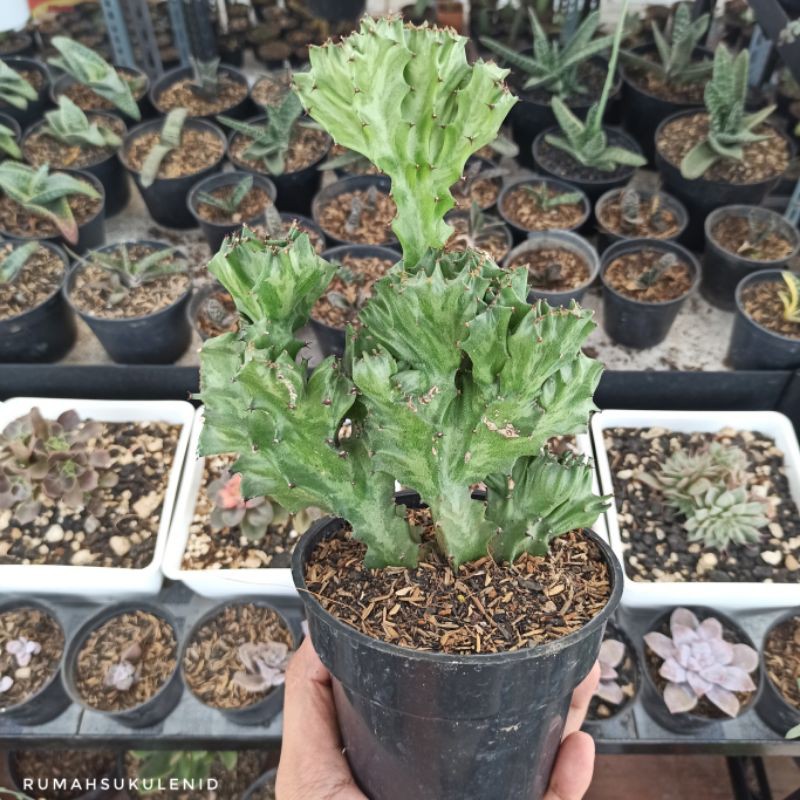 Kaktus Karang / Euphorbia Lactea Cristata Ukuran Besar Sudah Berakar