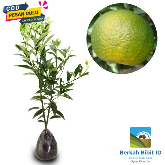 Bibit tanaman buah jeruk keprok kondisi berbuah