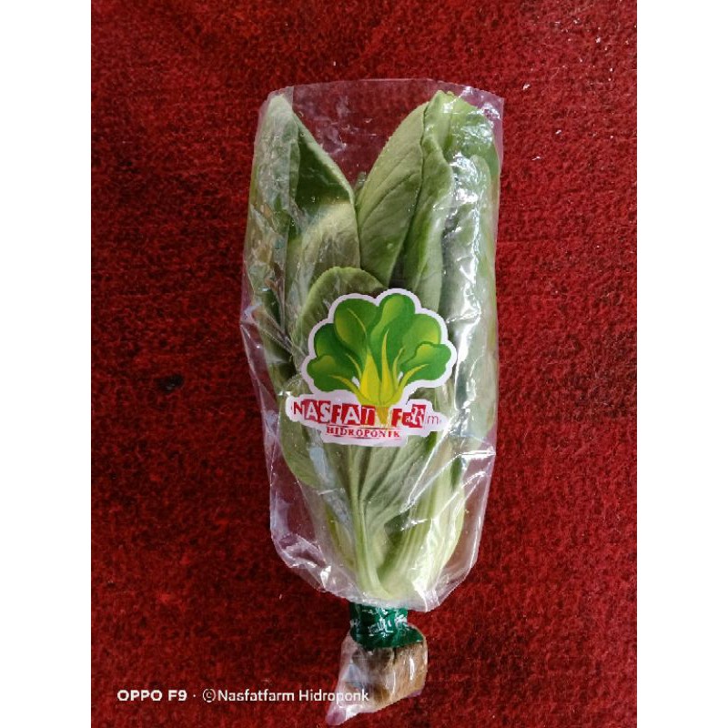 

sayur hidroponik