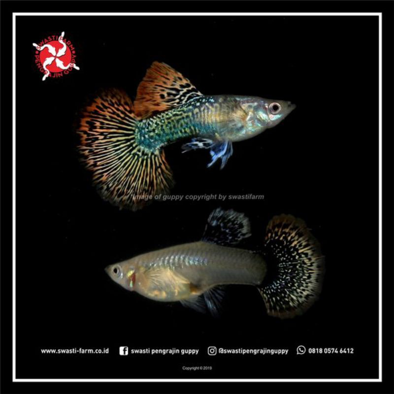 

Ikan Hias Guppy Red Dragon