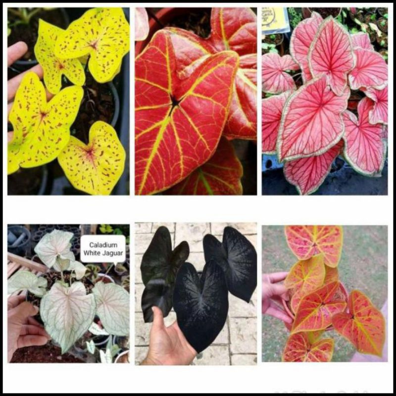 Promo Hemat umbi keladi thailand import#Keladi Thailand Import